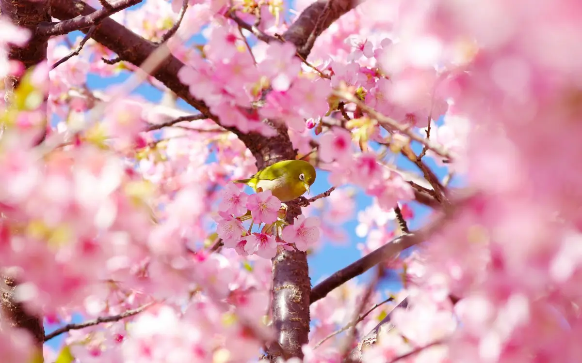春天的杨凌：又是一年樱花季