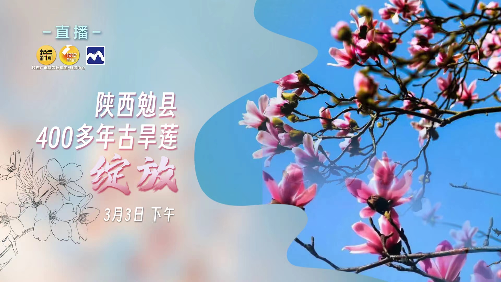  陕西勉县400多年古旱莲绽放